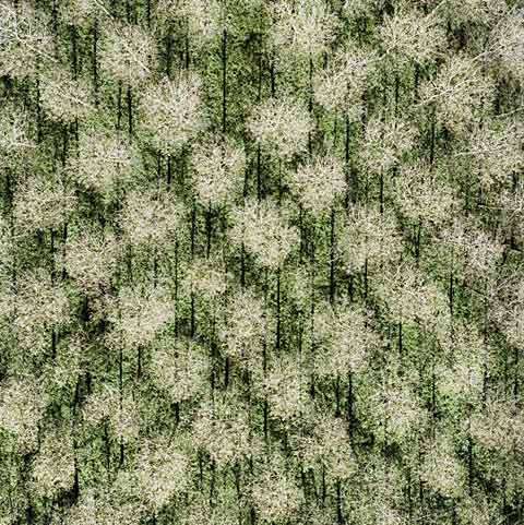tree-farm Gerco de Ruijter photography tree-farm Gerco de Ruijter photography