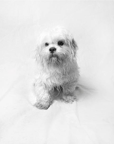 shelter dog Aidas-Meagan-Odonelis photography