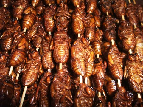 larvae China photos Stefen Chow larvae China photos Stefen Chow