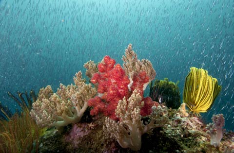 underwater macro photography Andy Lerner 