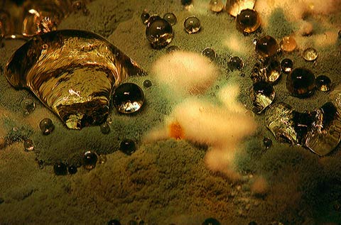 Macro photos decaying vegetables Heikki-Leis Macro photos decaying vegetables Heikki-Leis