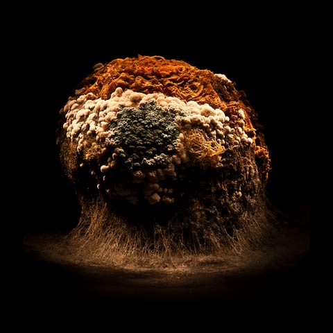 Macro photos decaying vegetables Heikki-Leis Macro photos decaying vegetables Heikki-Leis