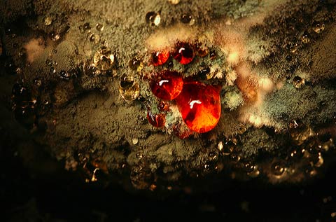 Macro photos decaying vegetables Heikki-Leis Macro photos decaying vegetables Heikki-Leis