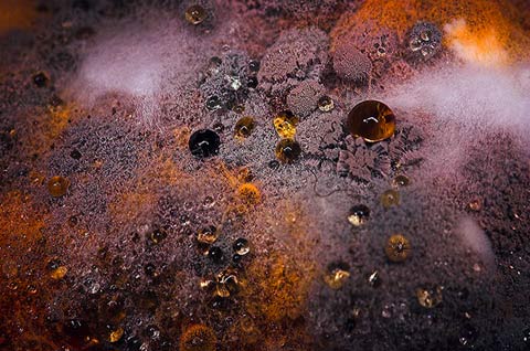 Macro photos decaying vegetables Heikki-Leis Macro photos decaying vegetables Heikki-Leis