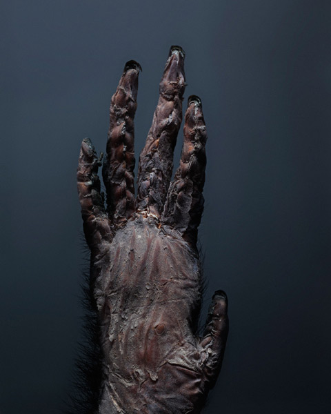 taxidermy monkeys primates Perttu-Saksa photography taxidermy monkeys primates Perttu-Saksa photography