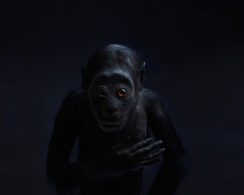 taxidermy monkeys primates Perttu-Saksa photography taxidermy monkeys primates Perttu-Saksa photography