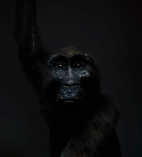 taxidermy monkeys primates Perttu-Saksa photography taxidermy monkeys primates Perttu-Saksa photography
