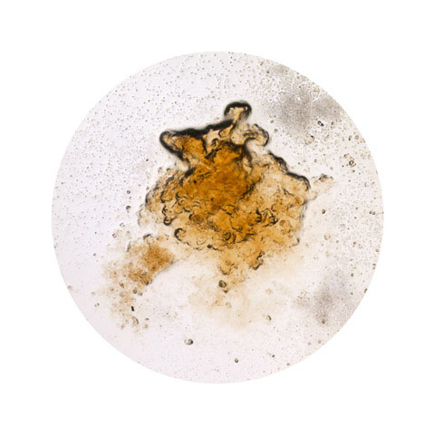 Beer electron microscope William LeGoulion