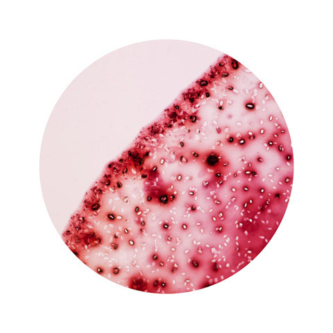 Wine electron microscope William LeGoulion photography