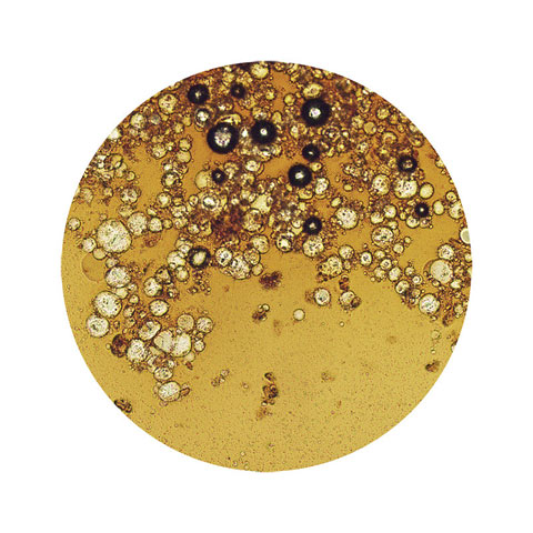 coffee electron microscope William LeGoulion photography