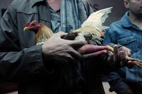 cockfighting Fernando-Decillis cockfighting Fernando-Decillis