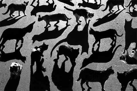 Alexey-Bednij shadow portraits