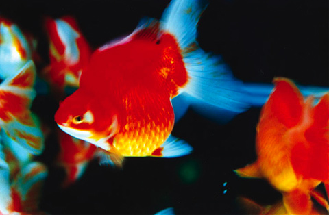 mika-ninagawa goldfish