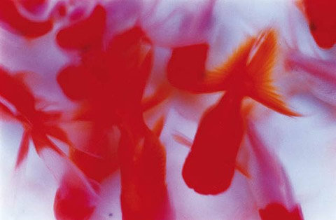 mika-ninagawa goldfish