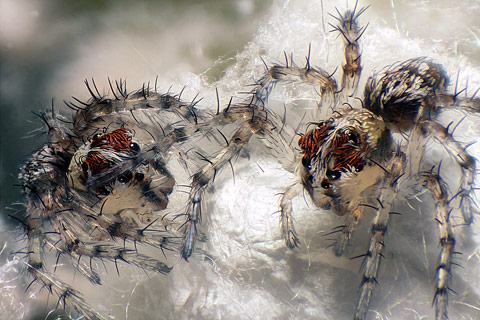 nikon small world competition nikon small world competition