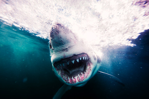 shark Michael-Muller photography