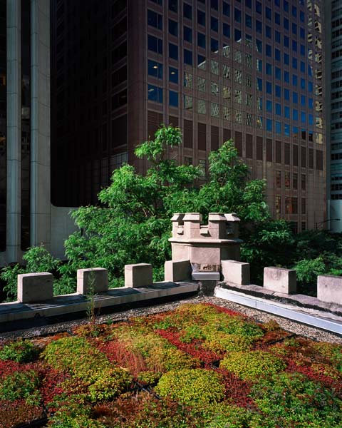rooftop garden Fire House # 98 (looking Southwest) - Chicago, IL July 2009 rooftop garden Fire House # 98 (looking Southwest) - Chicago, IL July 2009