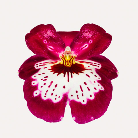 Miltoniopsis-hybrid Miltoniopsis-hybrid