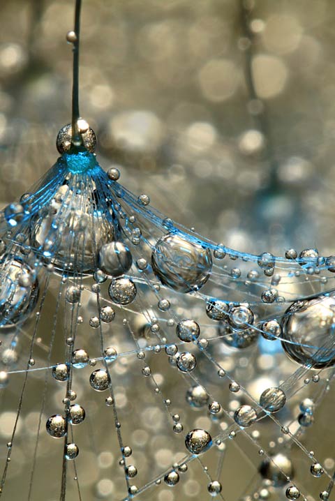 Dew Drop Macro Photographs by Sharon Johnstone