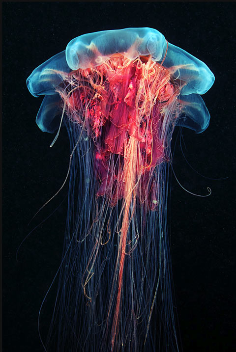 Incredible Photographs of Jellyfish by Alexander Semenov
