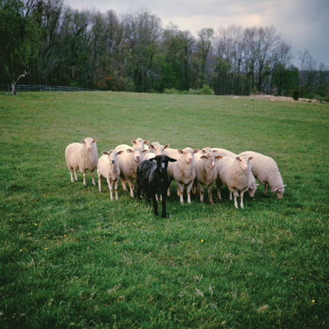 black sheep