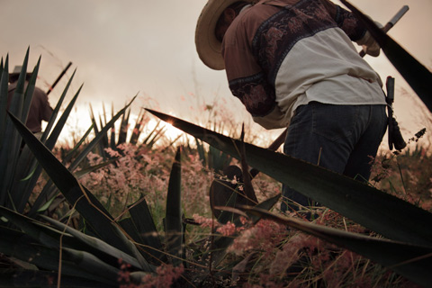 renecervantes_photography renecervantes_photography