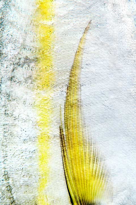Mizutani1 richard_haughton_Photography