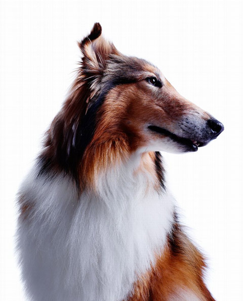 Jamie_Chung_Photography