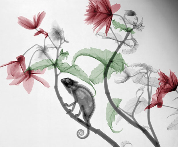 Arie_van't_Riet_Photography