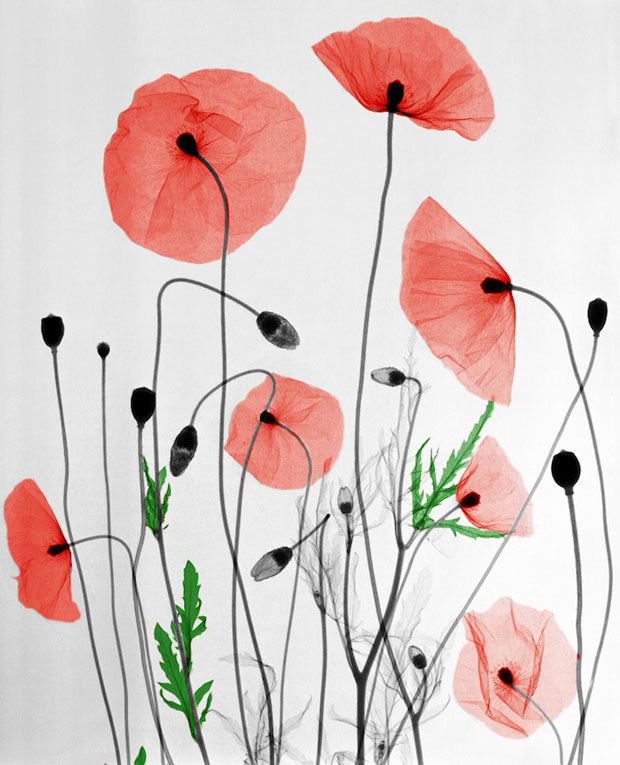 Arie_van't_Riet_Photography