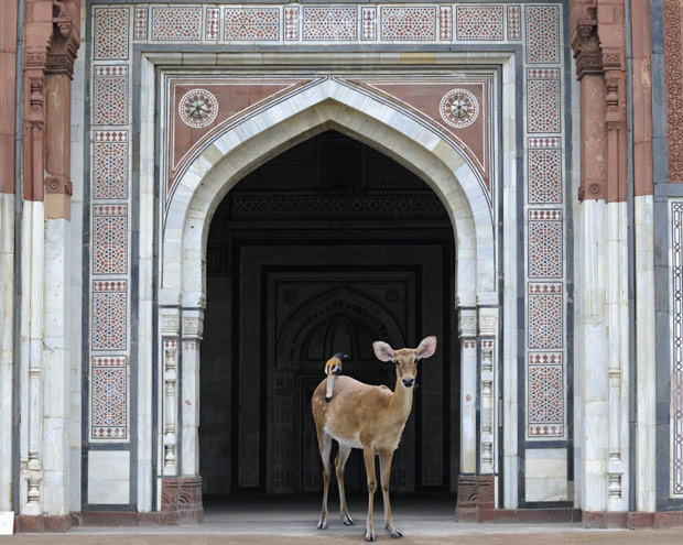 Karen Knorr