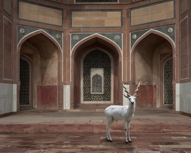 Karen Knorr