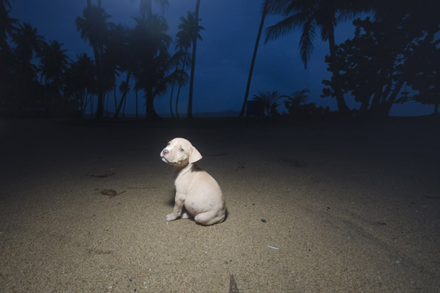 s Tell the Sad Story of Stray Dogs Dumped at Dead photos tell the sad story of stray dogs dumped at dead dog beach in puerto rico