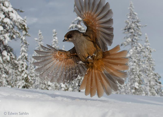 Edwin_Sahlin