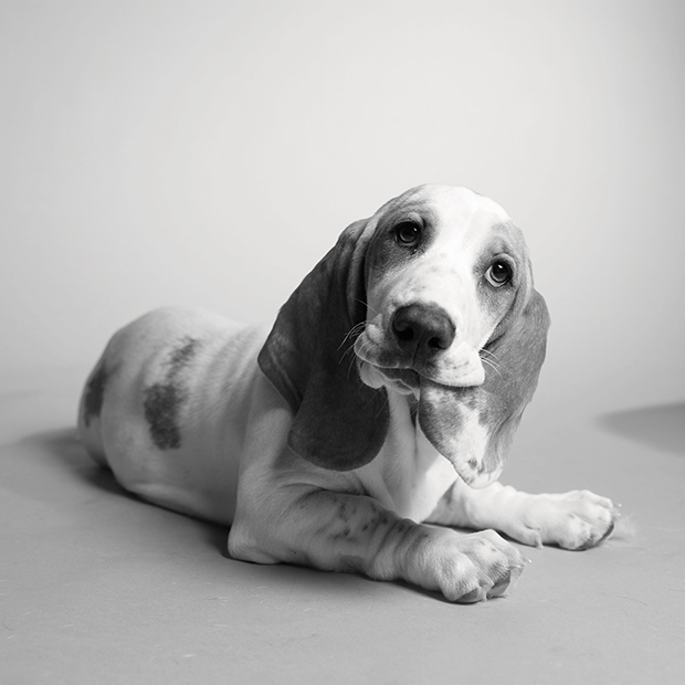 Poppy_1year