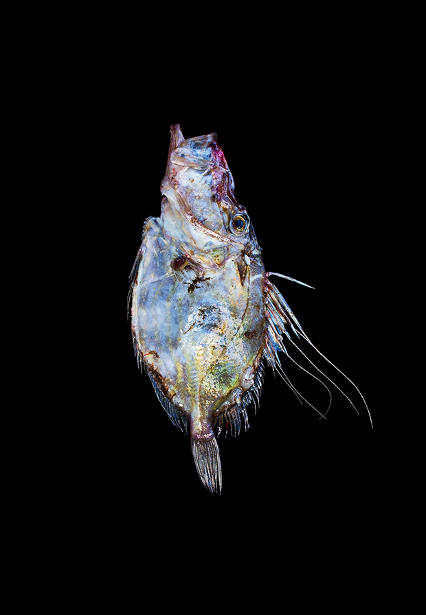 Christopsaro(Peters_Fish)