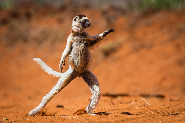 Dancing Sifaka