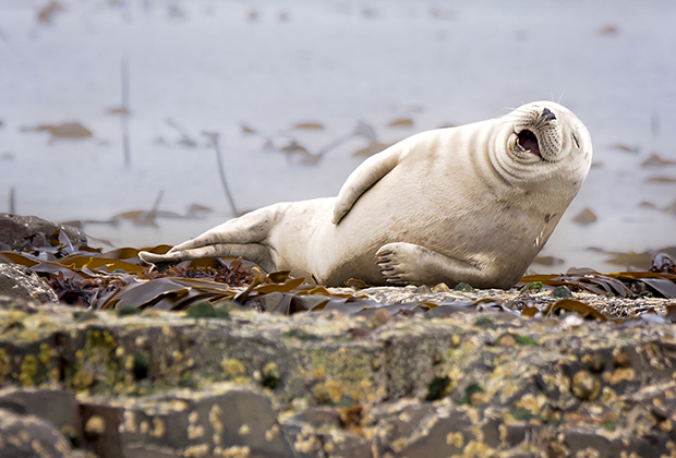 It's not funny.. I've got cramp in my flipper!