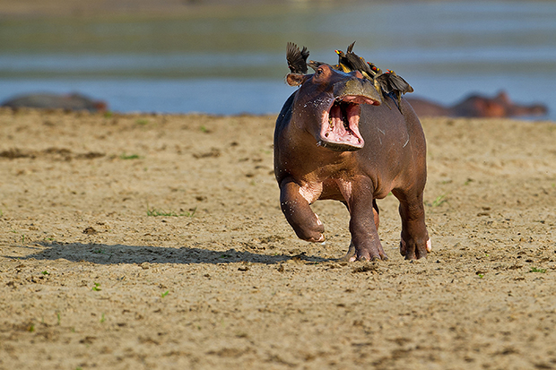 Help.....mum! Driven hippo-potty-mus.