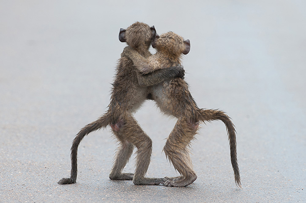 Last tango