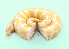 SnakeCake