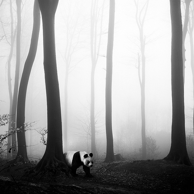 tierwald#2