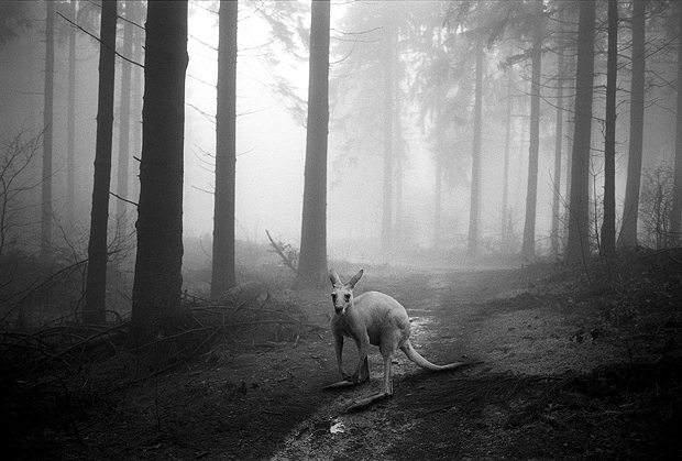tierwald#4
