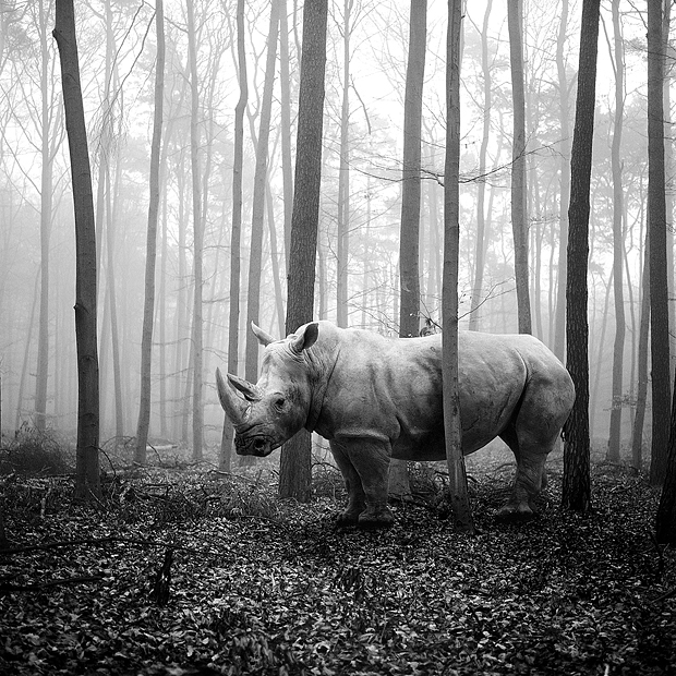 tierwald#70