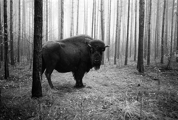 tierwald#9