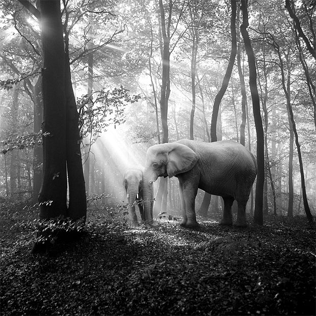 tierwald#96