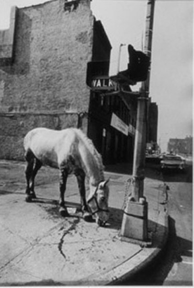 WestSideHorse