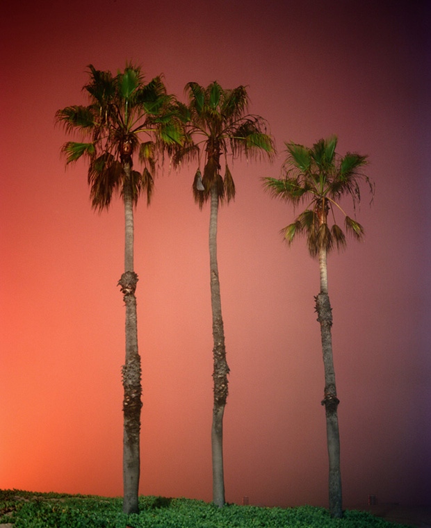 palms-dockweiler-12-12