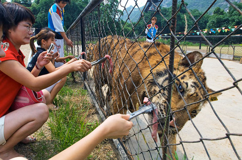 Mark_Leong GUILIN, CHINA. The Xiongsen Bear and Tiger Park, with over 400 bears and 1300 tigers in captivity, has animals perform in daily circus-style shows, where some tourists are given the opportunity to feed young tigers fresh meat. The park, with its attached distillery, is lobbying for easing of regulations on China's 13 yr old tiger trade ban, especially with regards to tiger bone wine.