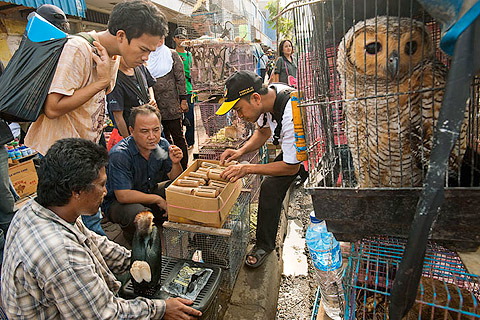 Mark_Leong_3 JAKARTA, INDONESIA. Jatinegara Bird and Pet Market, where primates, owls, hornbills,raptors, snakes, leopard cats and other CITES listed creatures are sold openly in the middle of urban Jakarta.